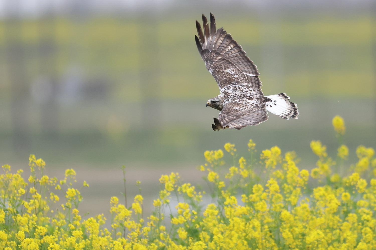 ケアシノスリ 大河の菜の花を背景に_f0369315_22151432.jpg
