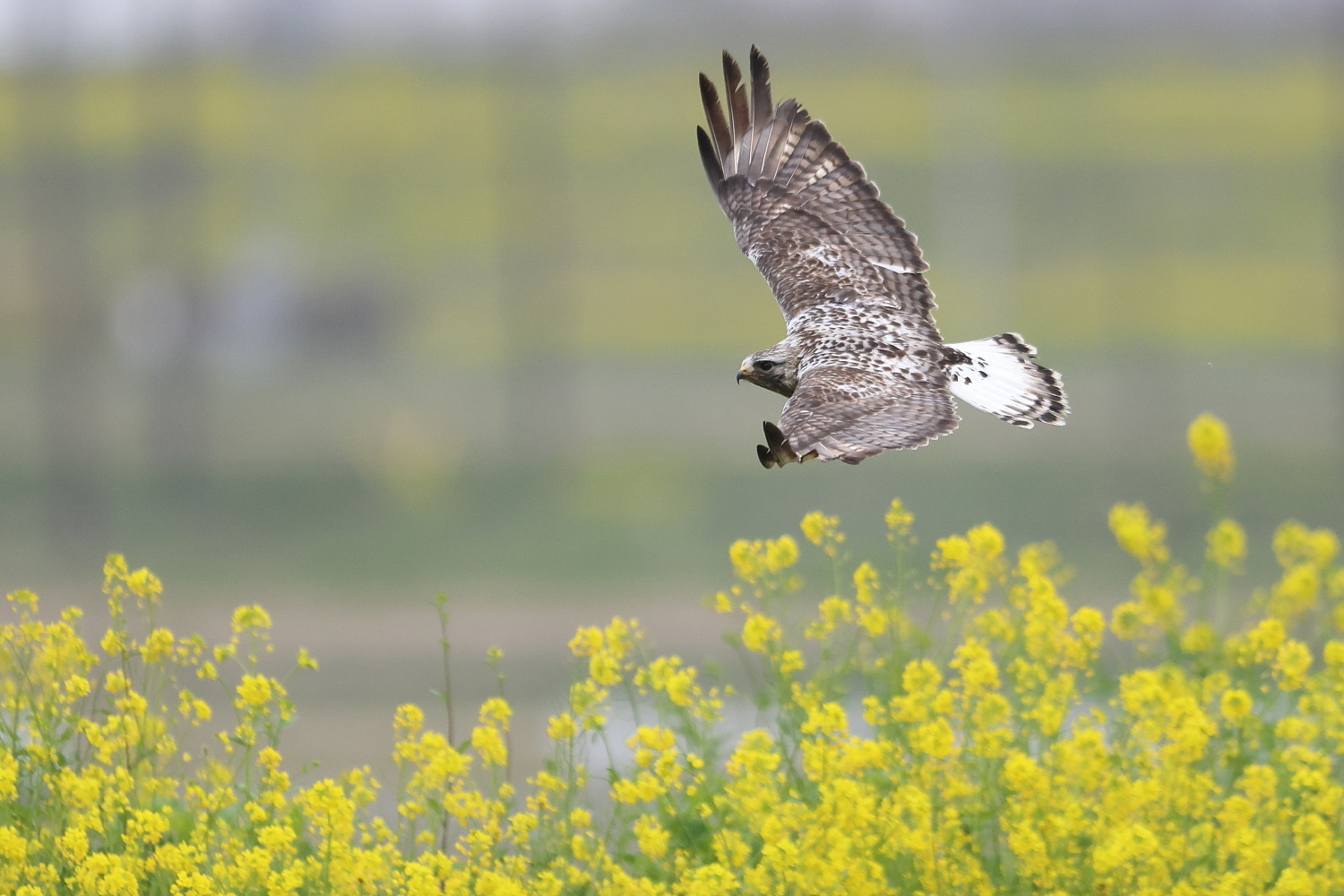 ケアシノスリ　大河の菜の花を背景に_f0369315_22151432.jpg