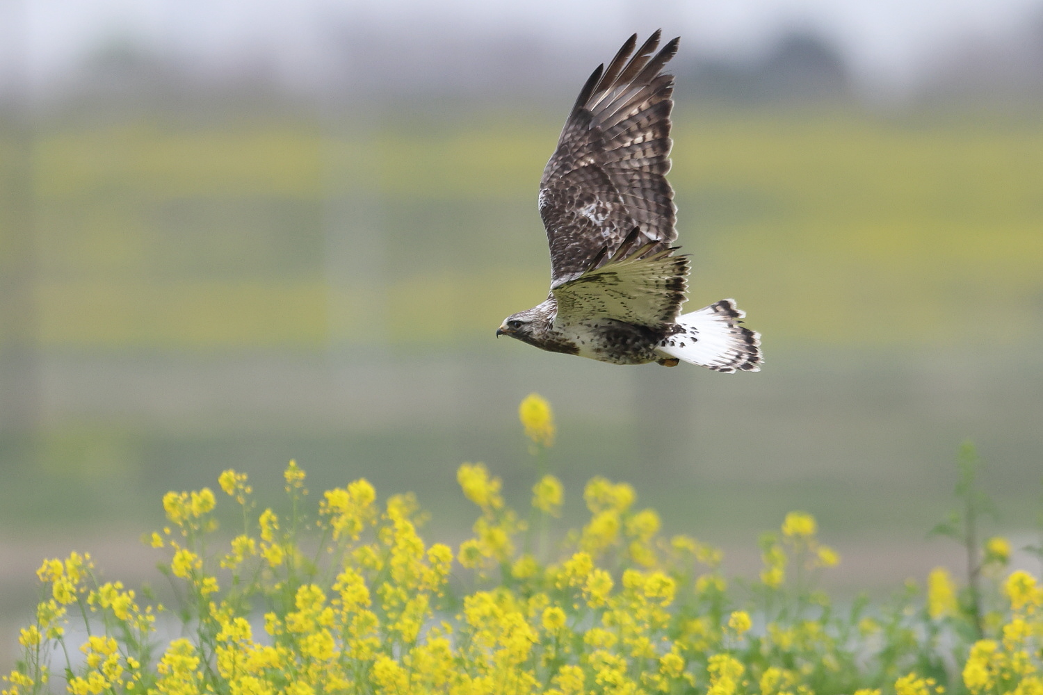 ケアシノスリ　大河の菜の花を背景に_f0369315_22151486.jpg