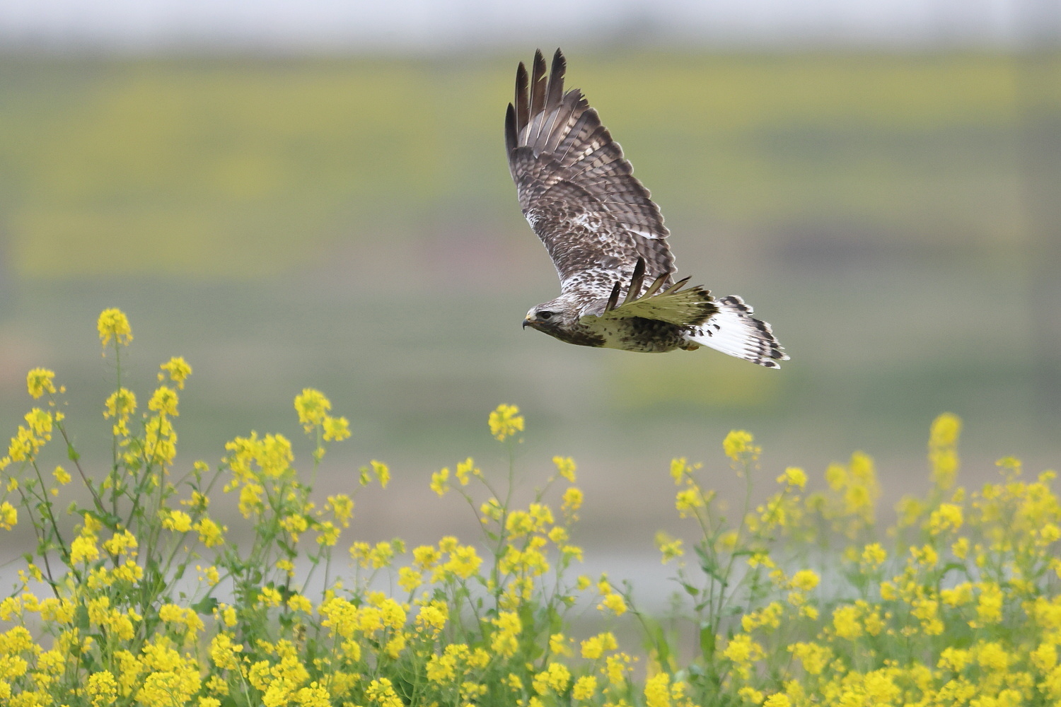 ケアシノスリ　大河の菜の花を背景に_f0369315_22151520.jpg