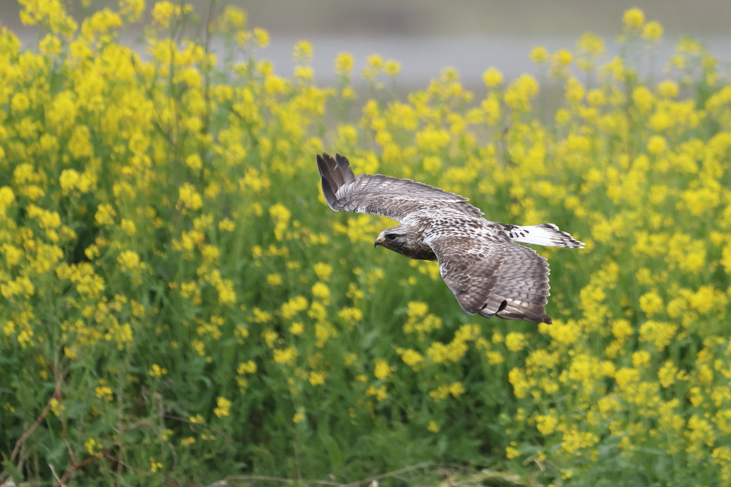 ケアシノスリ　大河の菜の花を背景に_f0369315_22151582.jpg