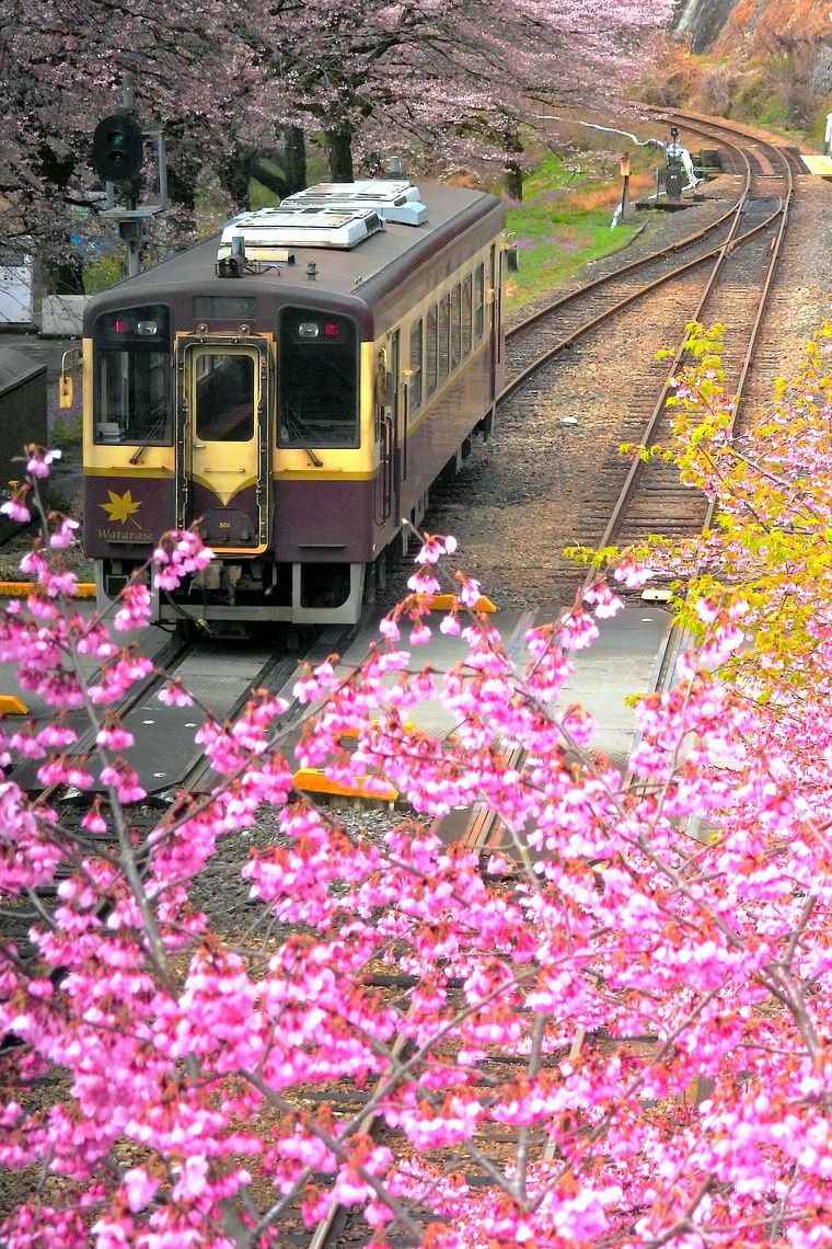 渡良瀬渓谷鐡道サクラ紀行(1)・・・水沼駅でロケハン♪ 雅桜、染井吉野7分咲きだった。_a0031821_18242652.jpg