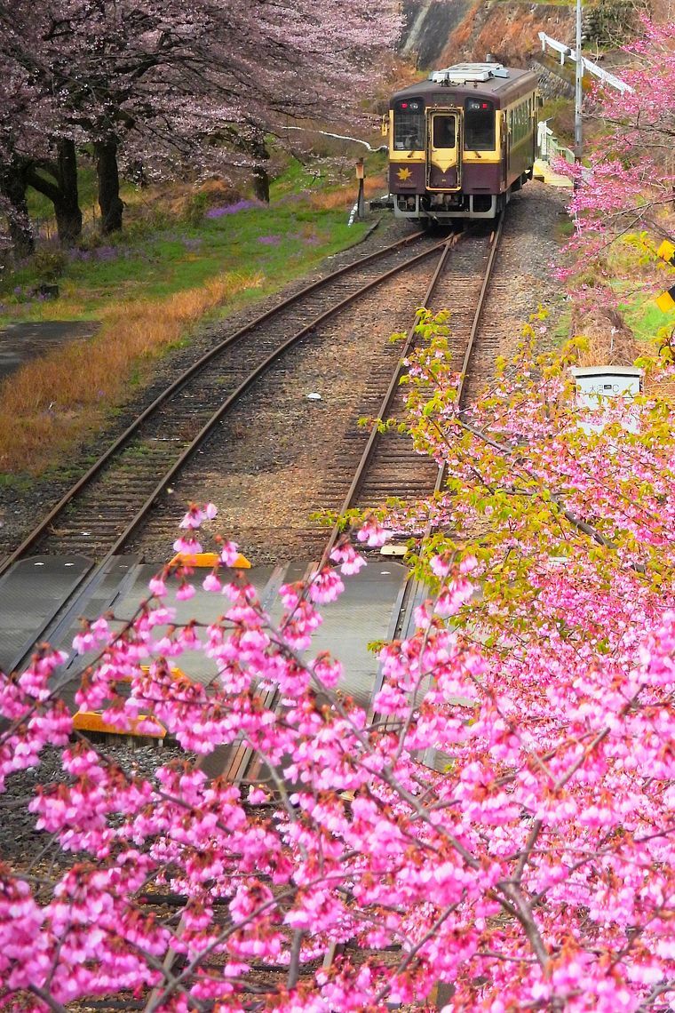 渡良瀬渓谷鐡道サクラ紀行(1)・・・水沼駅でロケハン♪ 雅桜、染井吉野7分咲きだった。_a0031821_19375274.jpg