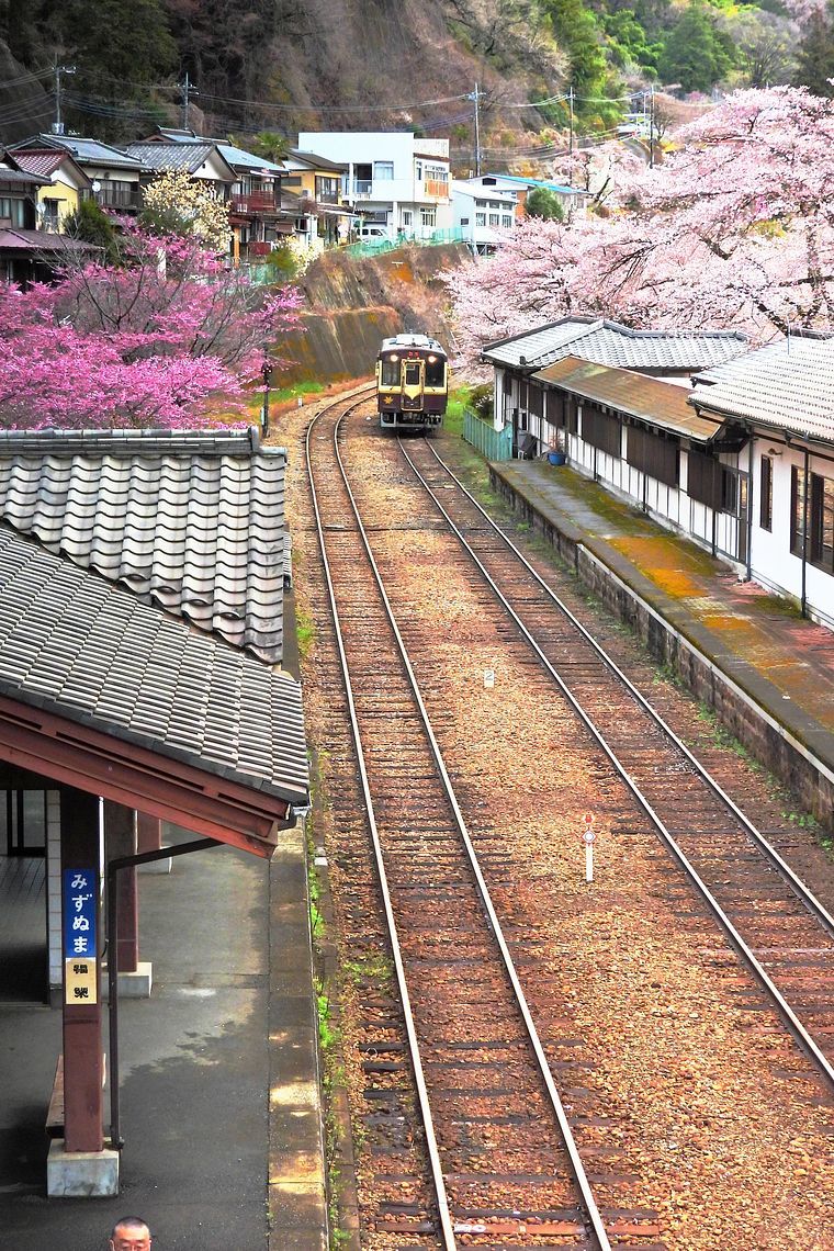 渡良瀬渓谷鐡道サクラ紀行（１）・・・水沼駅でロケハン♪　雅桜、染井吉野７分咲きだった。_a0031821_19413508.jpg