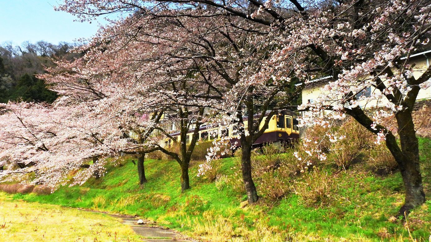 渡良瀬渓谷鐡道サクラ紀行（１）・・・水沼駅でロケハン♪　雅桜、染井吉野７分咲きだった。_a0031821_19444759.jpg