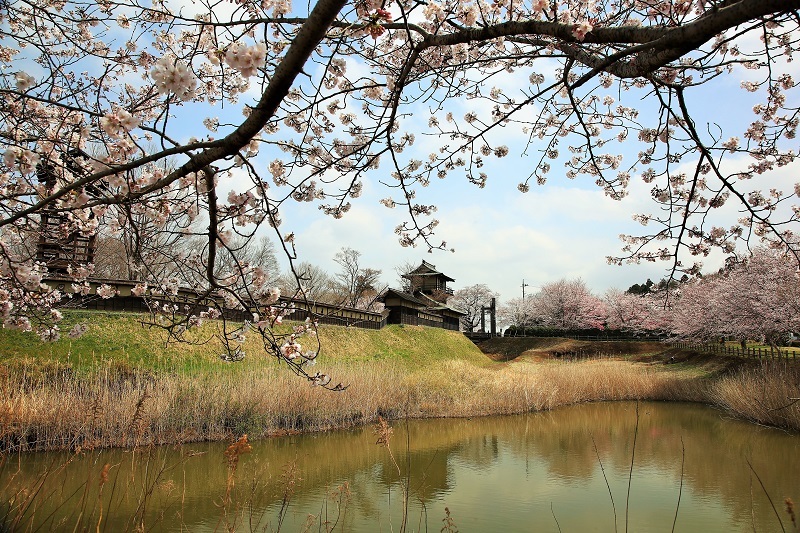 桜花爛漫・・・（４７００）_e0349324_09091886.jpg
