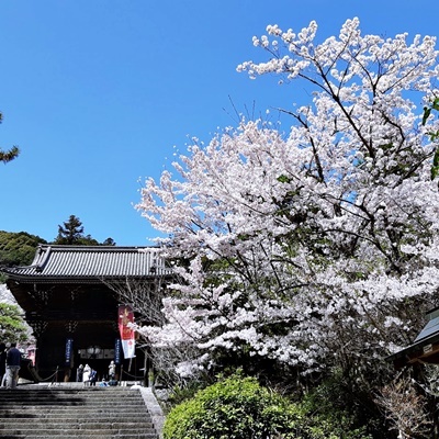 お花見シーズン その6_f0129726_18564244.jpg