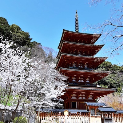 お花見シーズン その6_f0129726_18565459.jpg