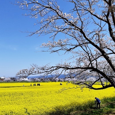 お花見シーズン その6_f0129726_20343393.jpg
