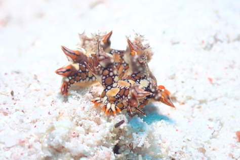 4月4日水納島、瀬底島からのナイトダイビングまで・・・_c0070933_18233610.jpg