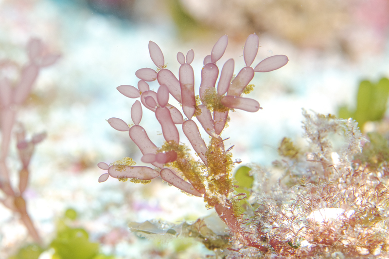 海底の春_b0186442_07320929.jpg