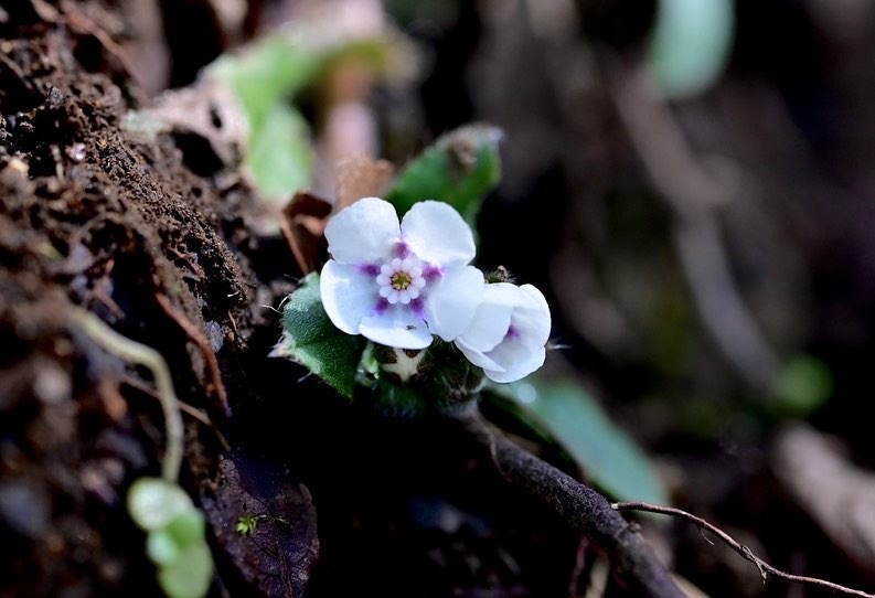 花を求めて古処山へ_f0316348_18511719.jpeg