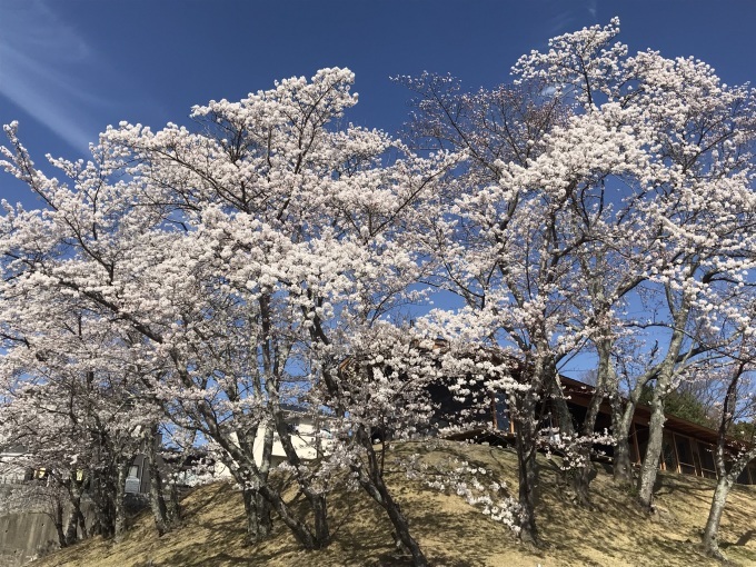 桜がほぼ満開_b0100062_19000736.jpeg