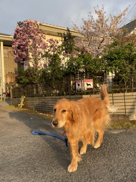 東京帰り。_a0394574_23113644.jpeg