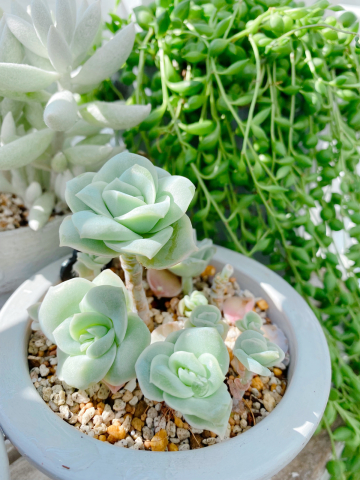 多肉植物 寄せ植え 軽石鉢 エケベリア セダム ラブリーローズ ロックガーデン ストロベリーポットに多肉植物を寄せ植え🌵 寄せ植えにぴったり