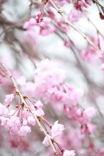 桜2022_e0237680_20010092.jpg