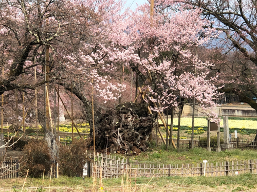 神代桜&#127800;は、満開です。回りの桜も満開です。</div>_d0338282_12514531.jpg