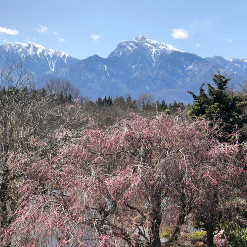 神代桜&#127800;は、満開です。回りの桜も満開です。</div>_d0338282_12514779.jpg