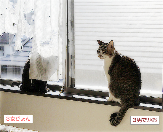 お見合い_a0389088_10540444.jpg