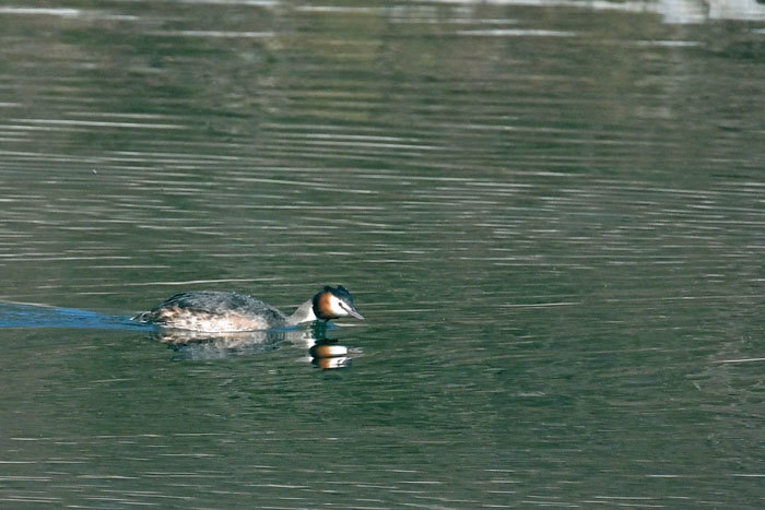 相模川の鳥さん！＜冠鳰・磯鷸他＞_e0248688_17410807.jpg