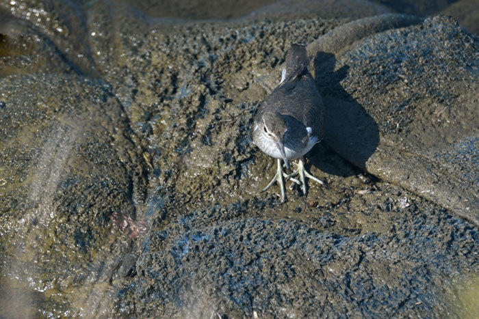 相模川の鳥さん！＜冠鳰・磯鷸他＞_e0248688_17430639.jpg