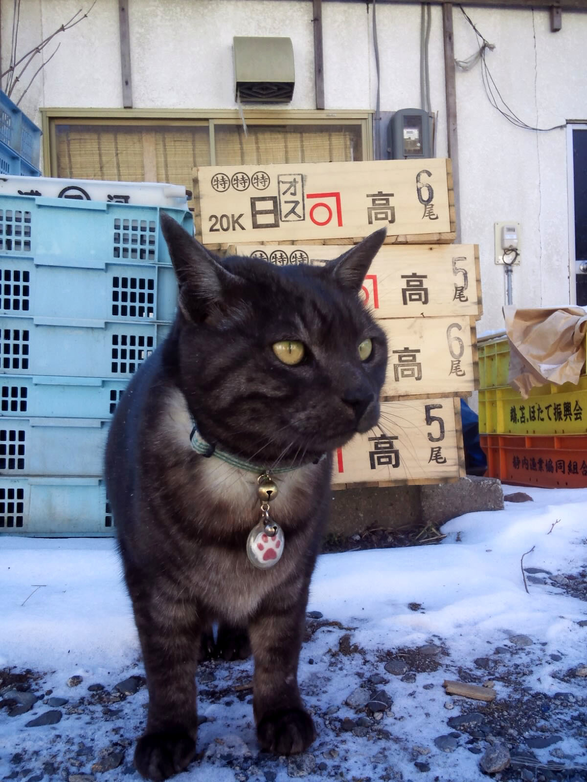 2022年３月２９日ソラ夫なくなりました_c0206596_15241805.jpg