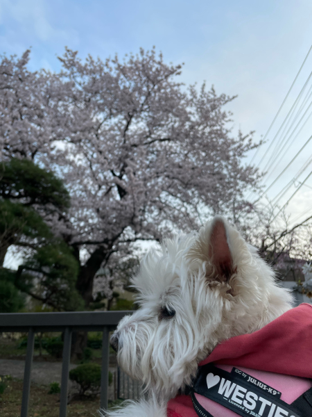 桜とかアーモンドの木とかとか。_b0120217_19300007.jpg