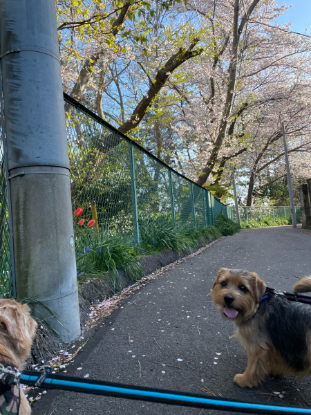 桜とかアーモンドの木とかとか。_b0120217_19303440.jpg