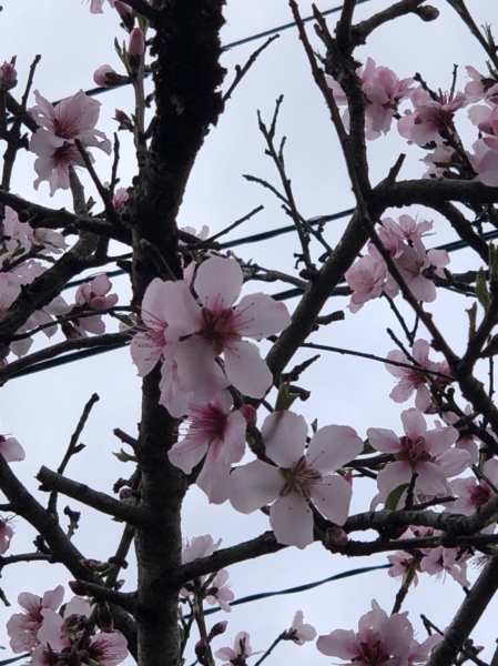 桜とかアーモンドの木とかとか。_b0120217_19314770.jpg