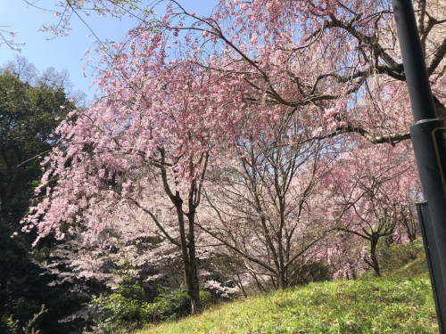 大神神社の桜_a0346423_17240883.jpg