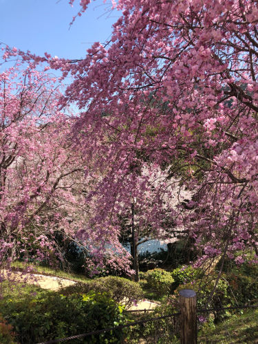 大神神社の桜_a0346423_17275542.jpg