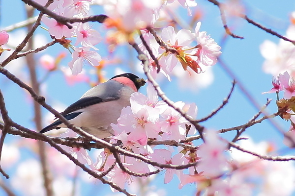 満開の桜に囲まれて_e0413627_17001551.jpg
