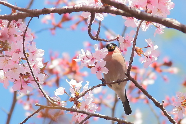 満開の桜に囲まれて_e0413627_17010733.jpg