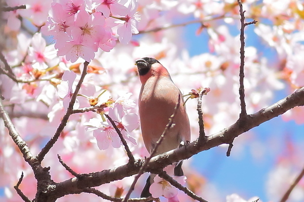 満開の桜に囲まれて_e0413627_17012491.jpg