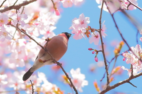 満開の桜に囲まれて_e0413627_17014017.jpg