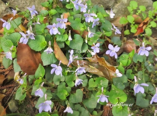 花散歩で出会った花たち いつもの桜 思いがけない桜 風と花を紡いで 花散歩で出会った花たち いつもの桜 思いがけない桜 風と花を紡いで