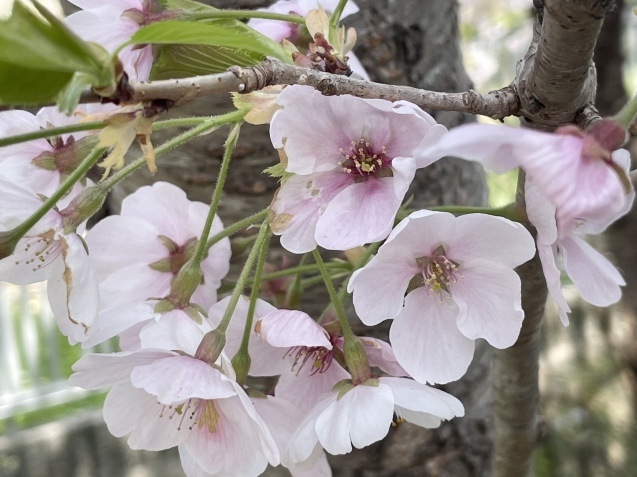 2406桜の花びらが 庭にいっぱい Gallery円山ステッチ 佐野明子のblog