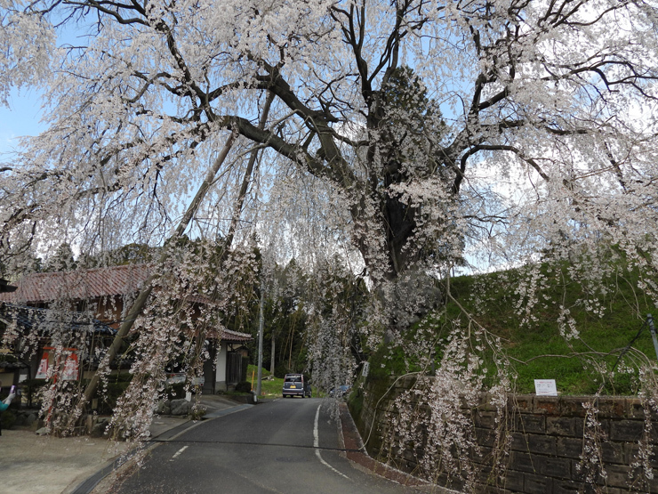 段部の枝垂桜 : 清治の花便り