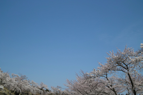 びわイチ お花見カットとびわ湖バレイのサクラ 朽木小川より Itiのデジカメ日記 針畑ローカルフォトとフォトエッセイ