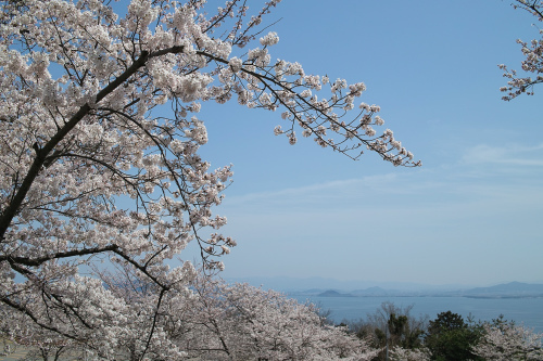 びわイチ・・・お花見カットとびわ湖バレイのサクラ_d0005250_16413207.jpg