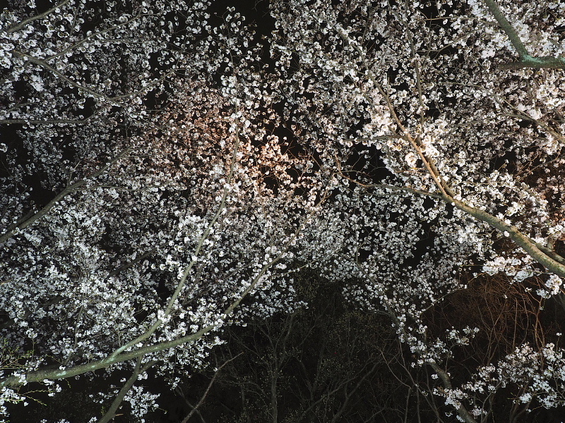 【Photo日記】” 夜桜 \"_b0008655_19112908.jpg