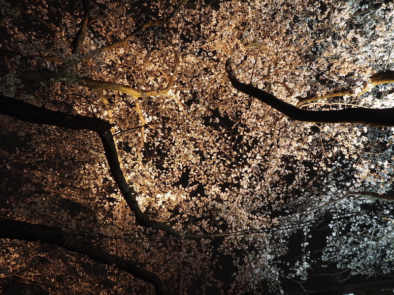 【Photo日記】” 夜桜 \"_b0008655_19114538.jpg