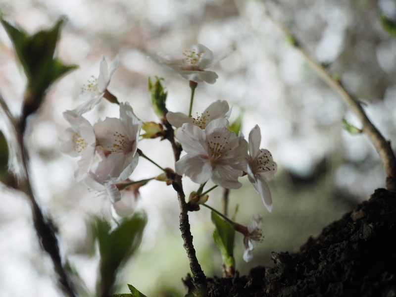 【Photo日記】” 夜桜 \"_b0008655_19135269.jpg