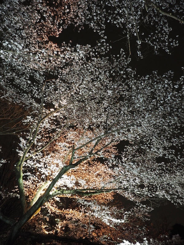【Photo日記】” 夜桜 \"_b0008655_19155612.jpg