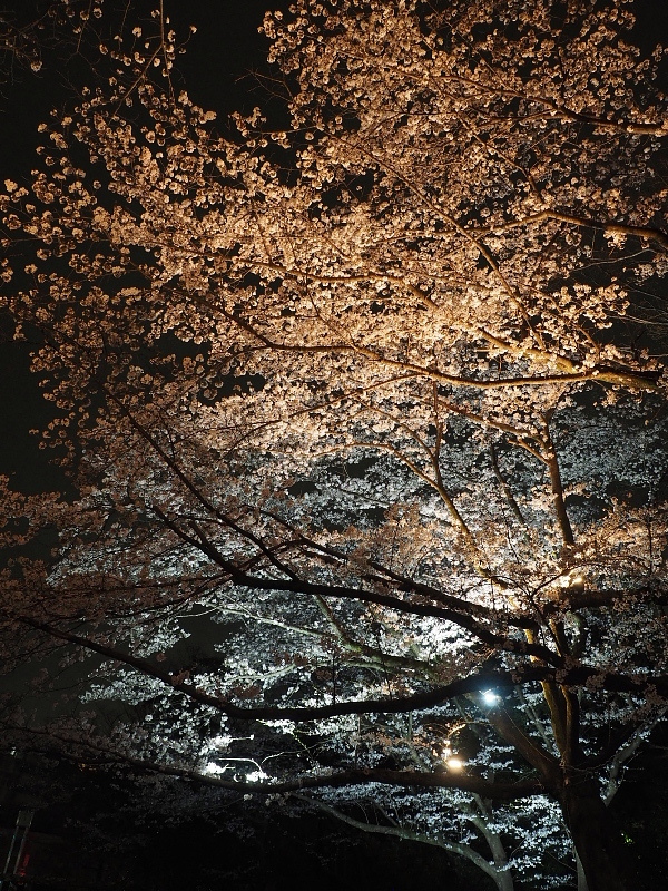 【Photo日記】” 夜桜 \"_b0008655_19181174.jpg