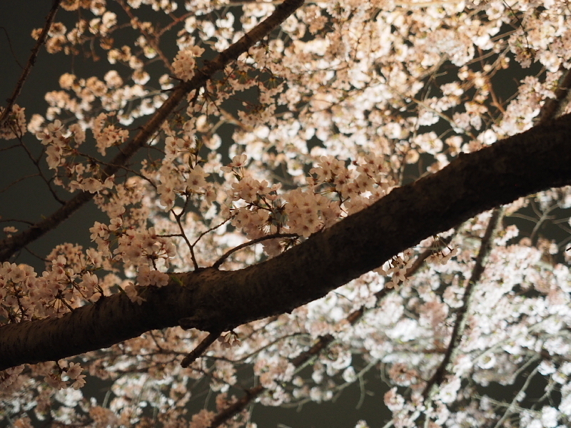 【Photo日記】” 夜桜 \"_b0008655_19220400.jpg