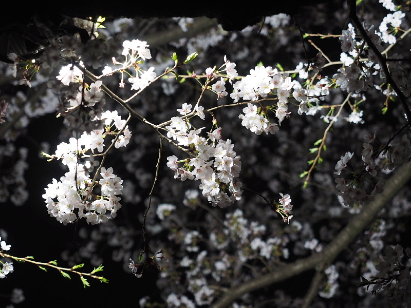 【Photo日記】” 夜桜 \"_b0008655_19241702.jpg