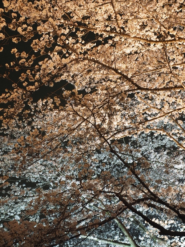 【Photo日記】” 夜桜 \"_b0008655_19245211.jpg