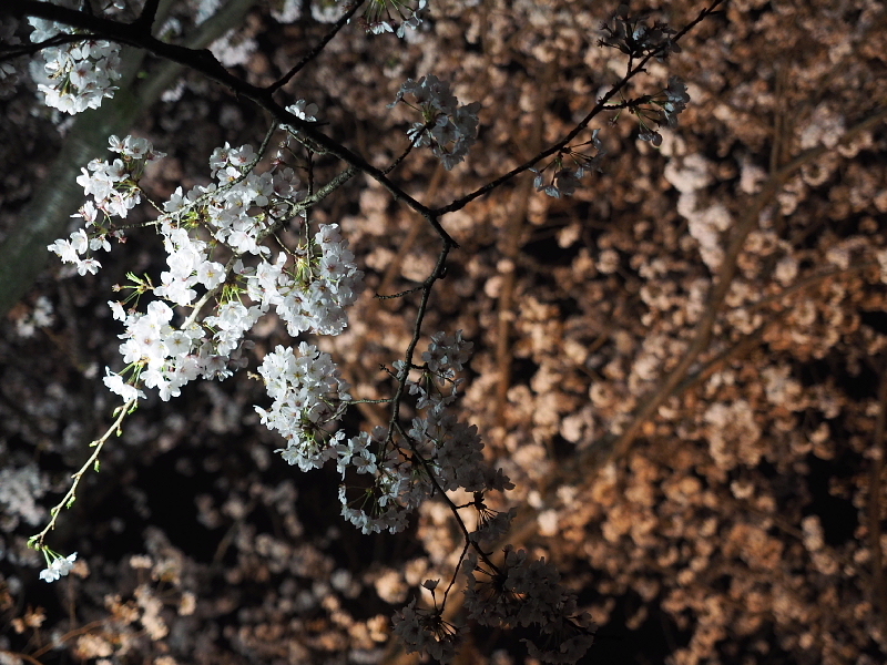 【Photo日記】” 夜桜 \"_b0008655_19253946.jpg