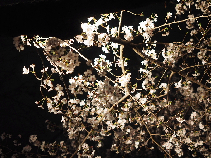 【Photo日記】” 夜桜 \"_b0008655_19263788.jpg